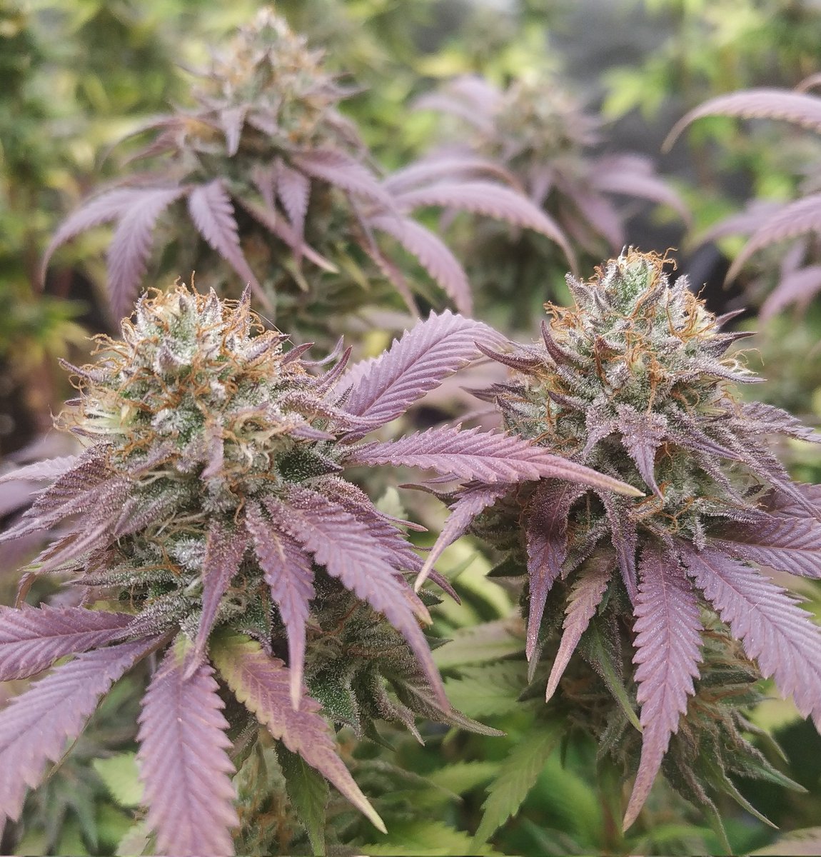 Canna World tweet media