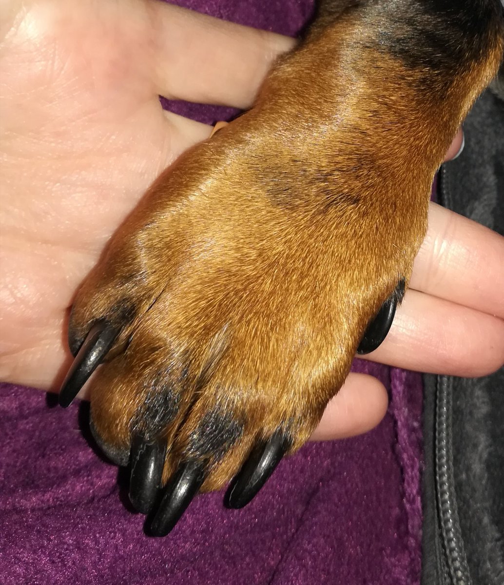 Ataraxya tweet media