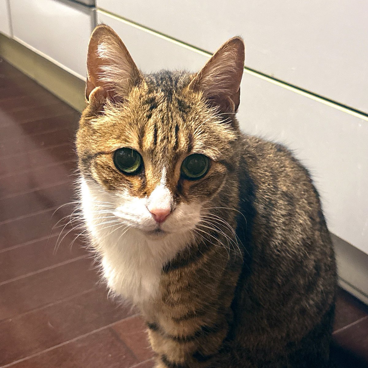 おてぃむてゃ🐈‍⬛✰⋆｡:ﾟ･*☽*ﾟ tweet media