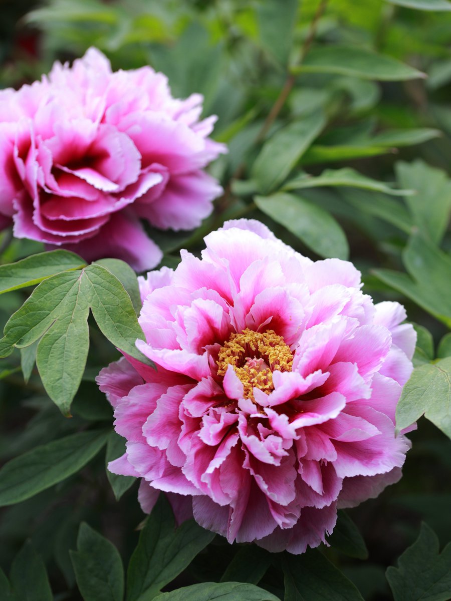 かえたろう tweet media