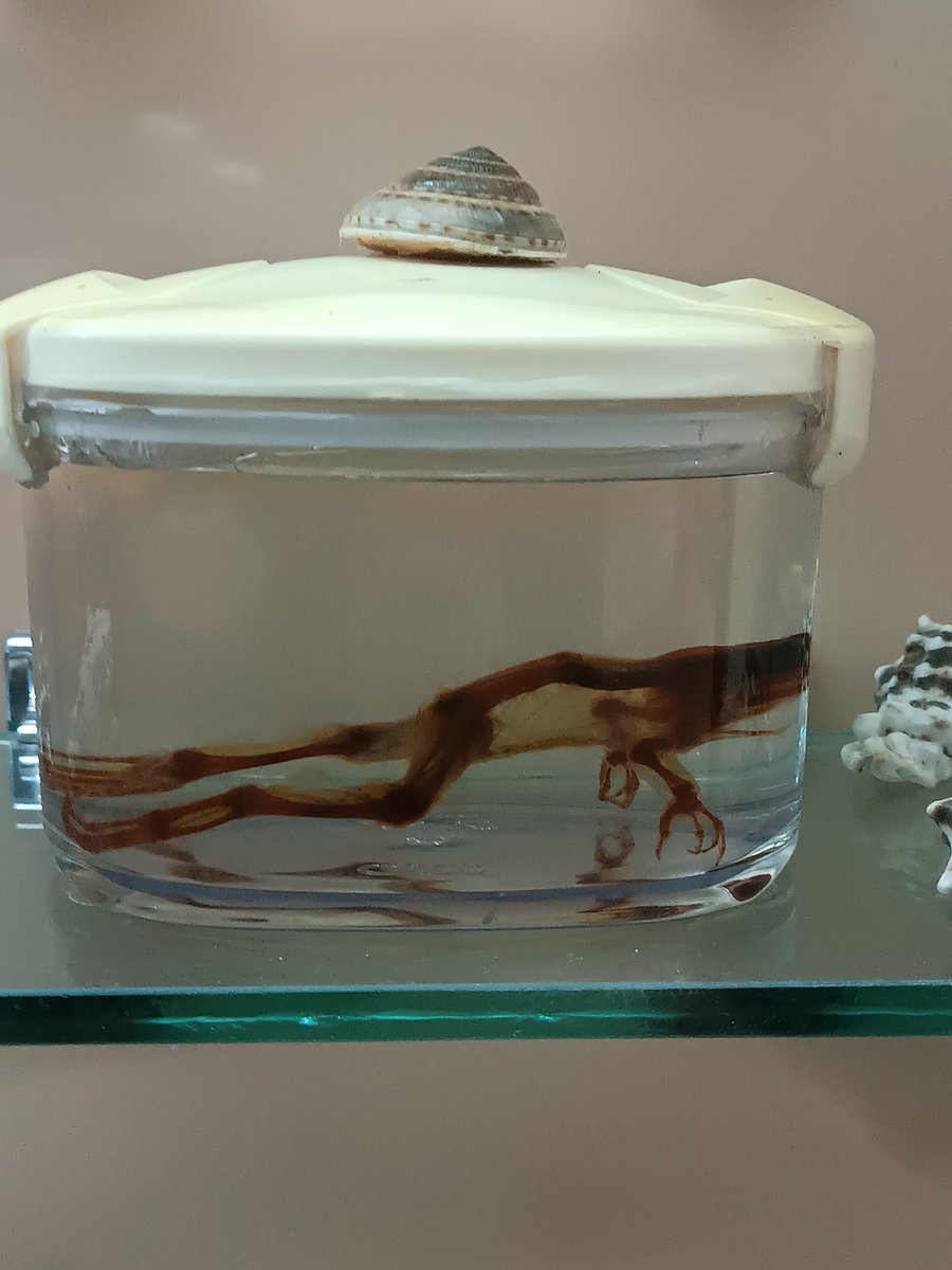 Hornet 🪡 tweet media