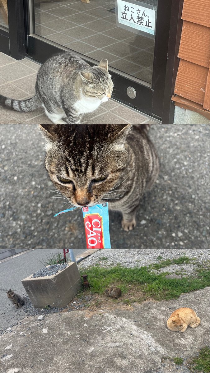 雛ひとみ tweet media