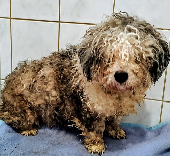 yolanda schultes tweet media