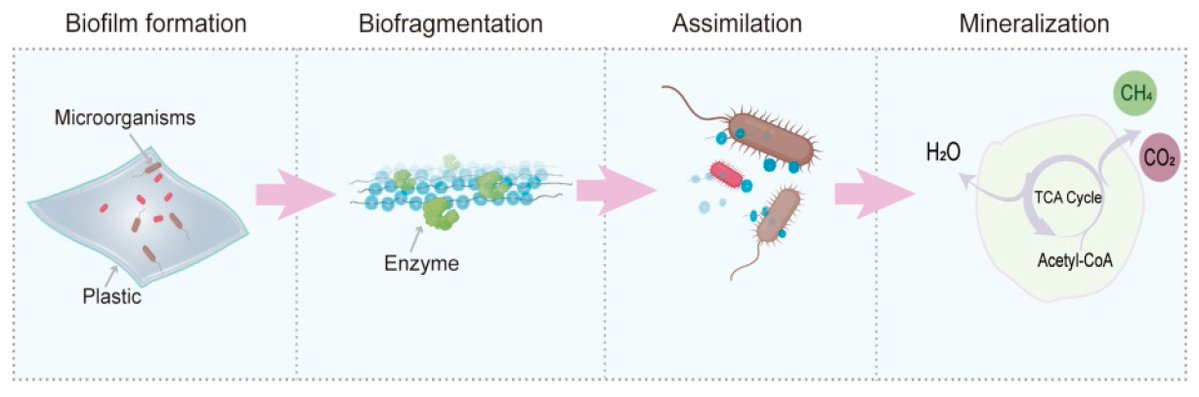 IJMS_MDPI's tweet image. 💡Check out our interesting article related to the Hot Topics "#microplastics"

📕#Biodegradation of Typical #Plastics: From Microbial Diversity to Metabolic Mechanisms

🧑‍🔬by Shiwei Lv, et al

🔗mdpi.com/1422-0067/25/1…

#OpenAccess #MDPIIJMS #hottopic