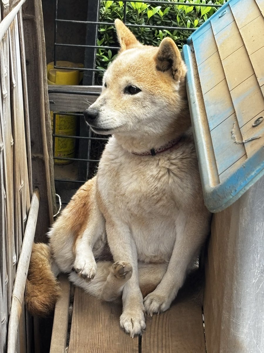 帰宅したら、なんちゅう座り方！？
なちび子氏