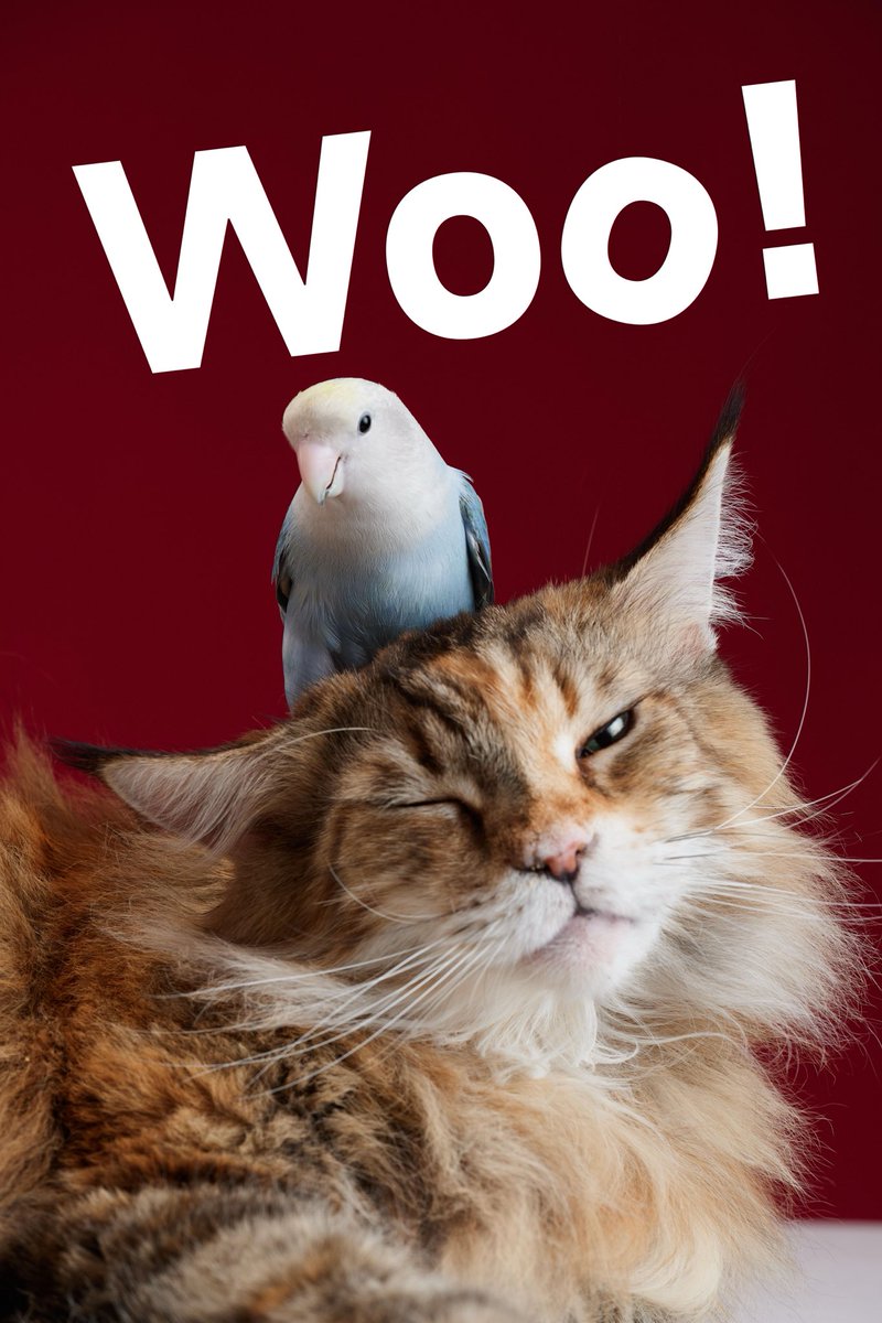 voiceofthecanal's tweet image. Move over, human models—#Wangjiangjing's new #pet photography exhibition is stealing the spotlight. 🐾 From dramatic fluff to candid zoomies, these furry stars are ready for their close-up. Tag a pet parent who needs to see this! 👇
#cute #dog #cat