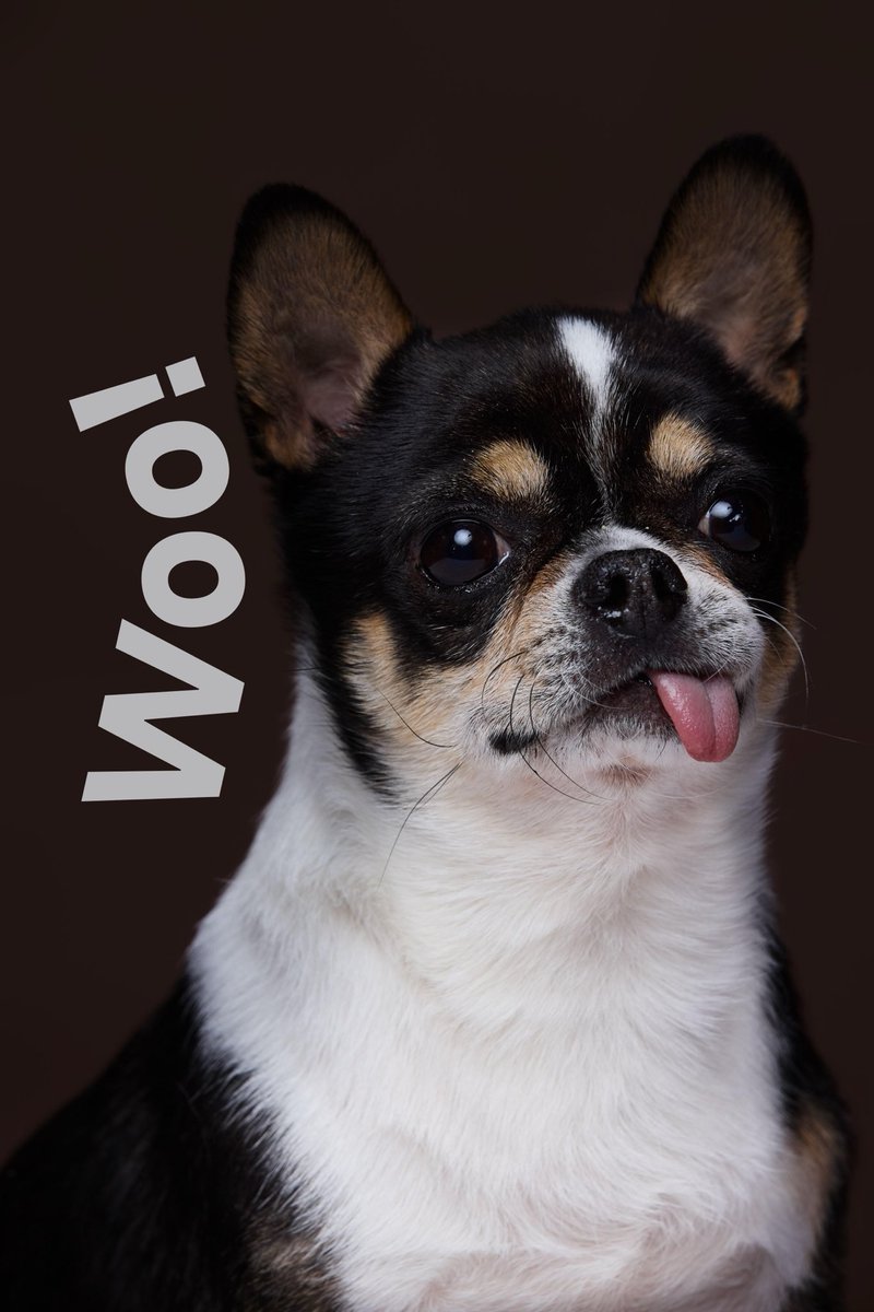 voiceofthecanal's tweet image. Move over, human models—#Wangjiangjing's new #pet photography exhibition is stealing the spotlight. 🐾 From dramatic fluff to candid zoomies, these furry stars are ready for their close-up. Tag a pet parent who needs to see this! 👇
#cute #dog #cat