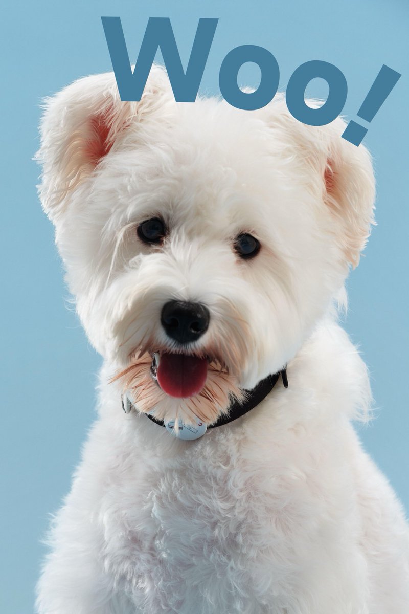 voiceofthecanal's tweet image. Move over, human models—#Wangjiangjing's new #pet photography exhibition is stealing the spotlight. 🐾 From dramatic fluff to candid zoomies, these furry stars are ready for their close-up. Tag a pet parent who needs to see this! 👇
#cute #dog #cat