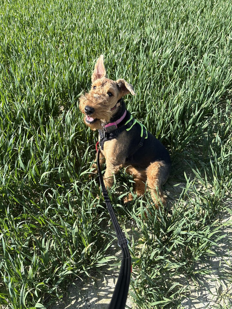 Dudley and Doris Dale 💙💛 tweet media
