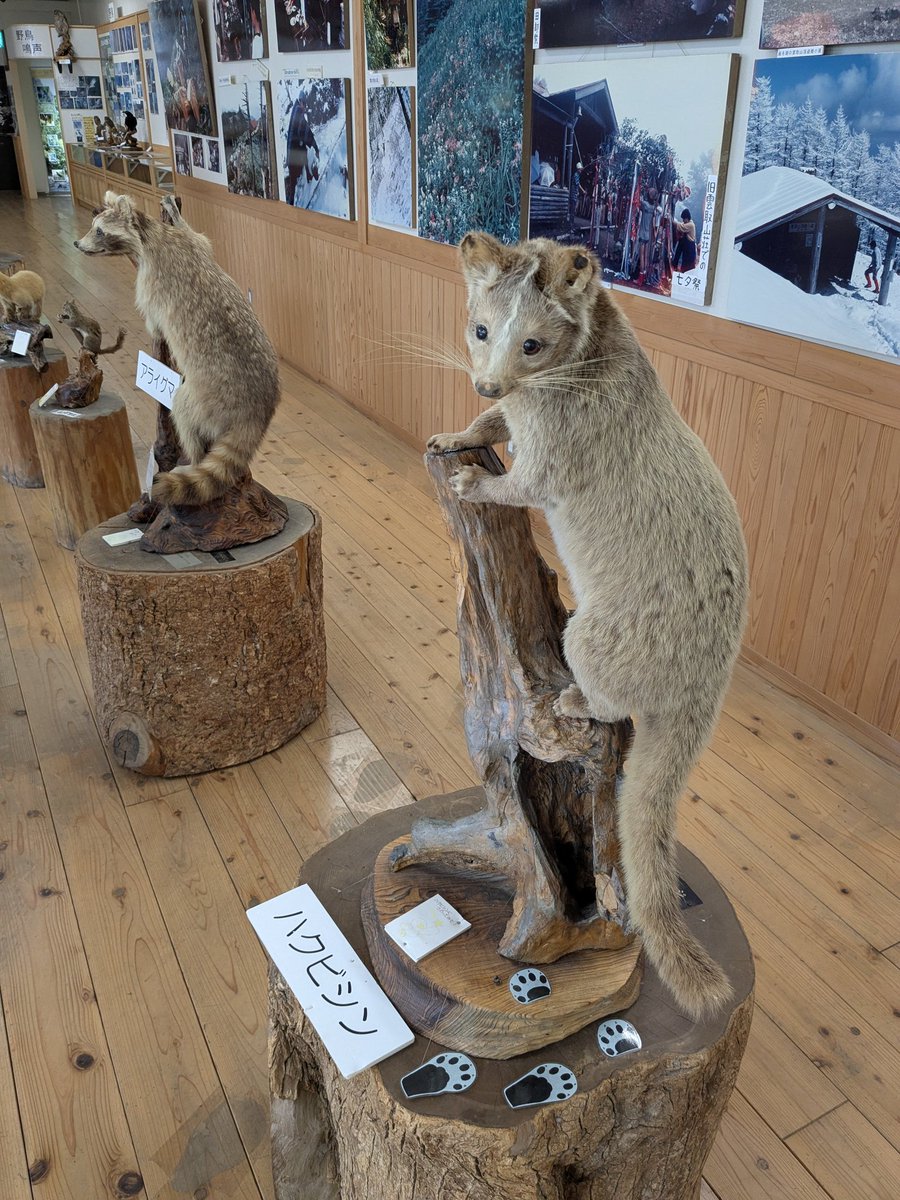 狸の剥製 狸 たぬき 剥製 4 永松剥製製作所 高さ約59cm(和風)｜売買された