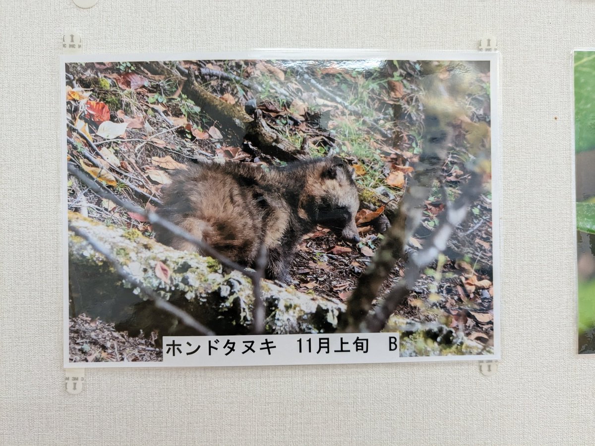 価格は応相談。巨大なハリセンボン剥製(？) 本物のフグの骨格、魚の剥製、ハリセンボン - Etsy 日本