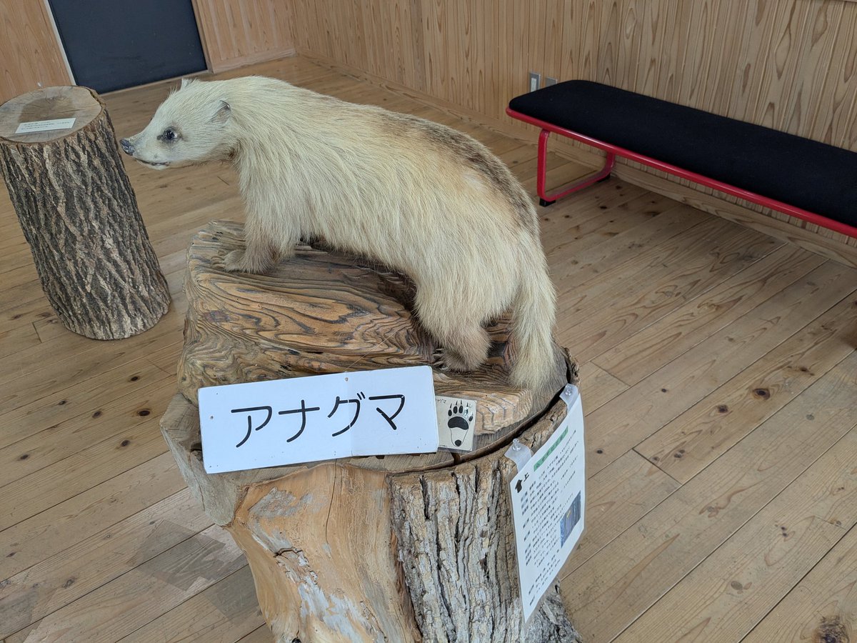 価格は応相談。巨大なハリセンボン剥製(？) 本物のハリセンボンの骨格、フグの剥製、魚の骨格解剖学、骨学ギフトの