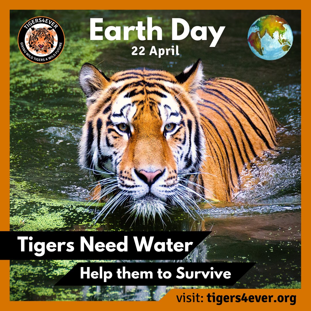 Tigers4Ever2010's tweet photo. This #EarthDay will you be thinking about wild #Tigers &amp; helping them to survive during the hot dry season? https://t.co/RGFgcgWSCb https://t.co/FIy91kLiKN