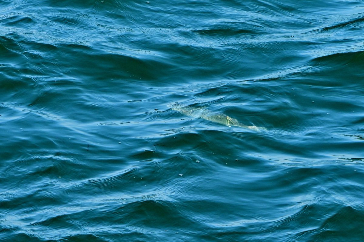 南西楽園航空 tweet media