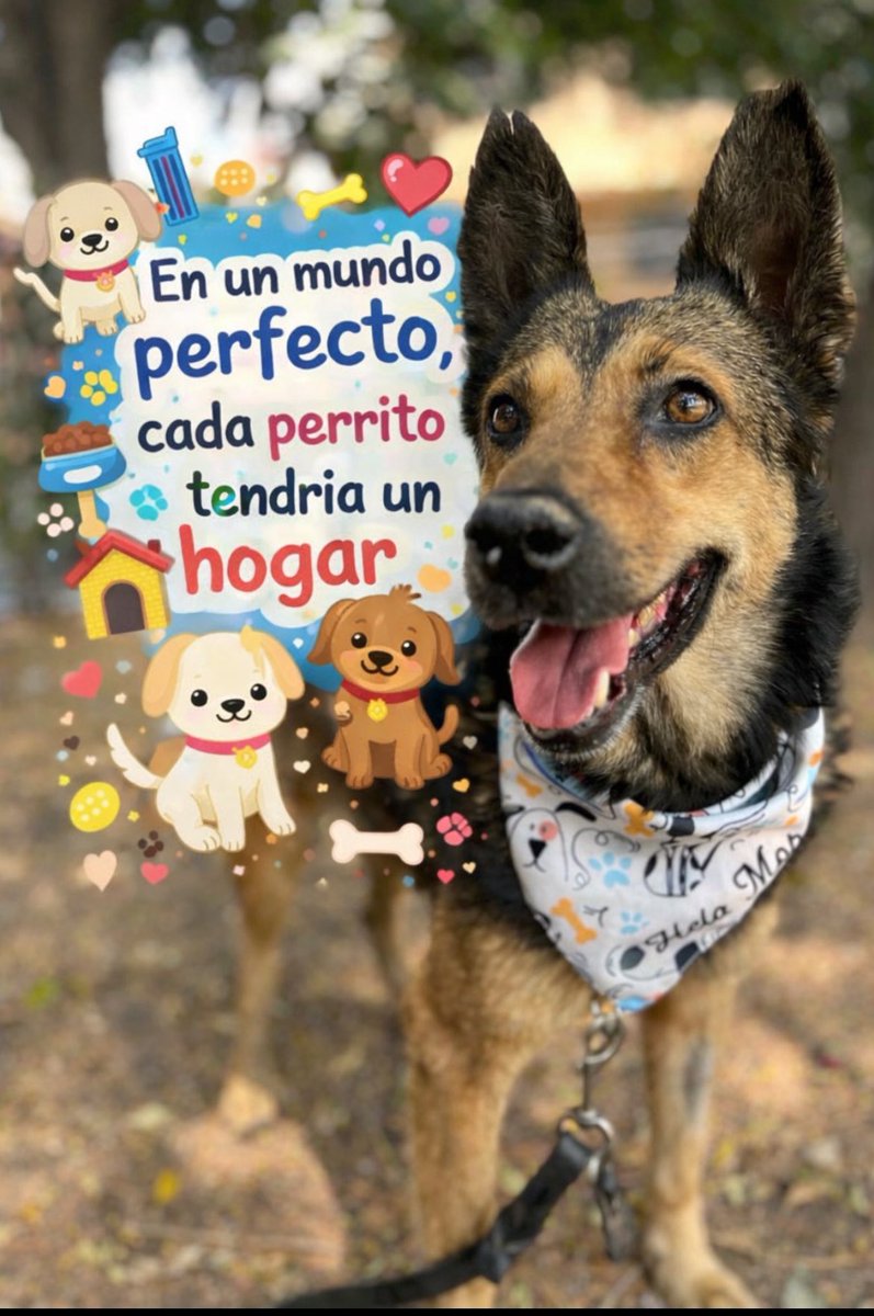 HELA_MORE's tweet image. Tenemos más de 70 perritos esperando ser adoptados,dales una oportunidad.

Estamos en CDMX.

Ringo en foto.🩷