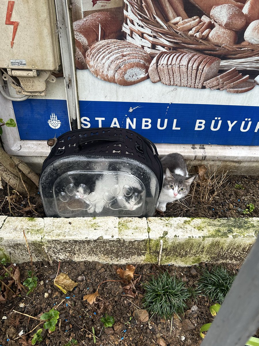 Mandalin tweet media