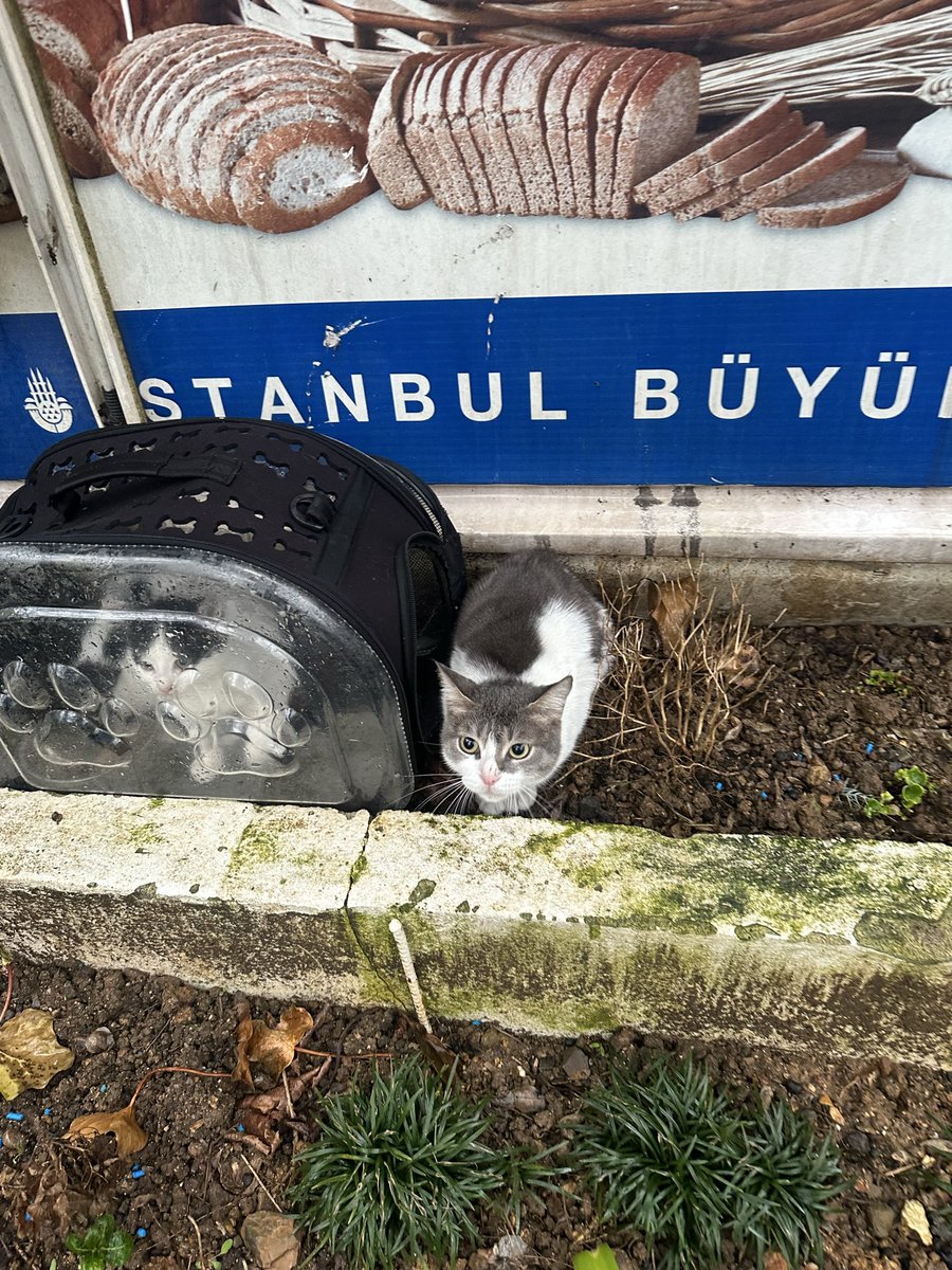 Mandalin tweet media