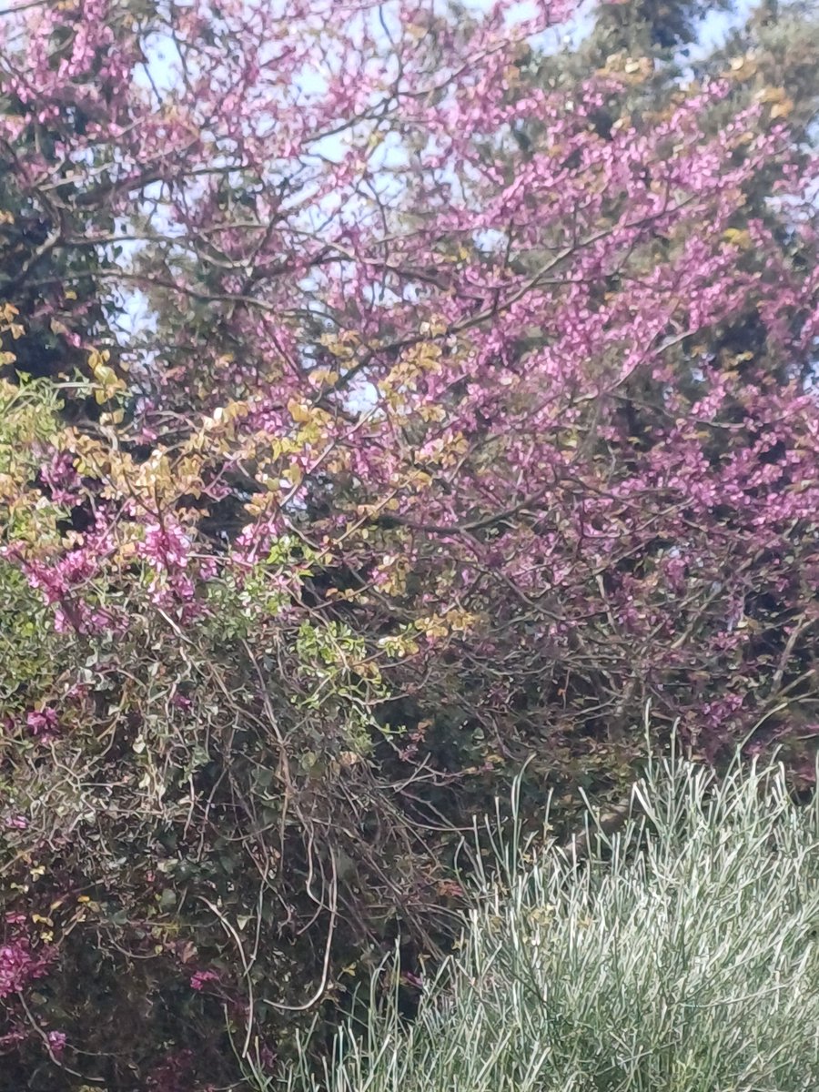 Καλημέρα!☀️
Όσο είναι ανθισμένες οι κουτσουπιές, θα τις φωτογραφίζω!😅🌸