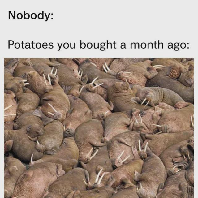 ConventionMemes's tweet image. evolved while I was busy #memes #funny