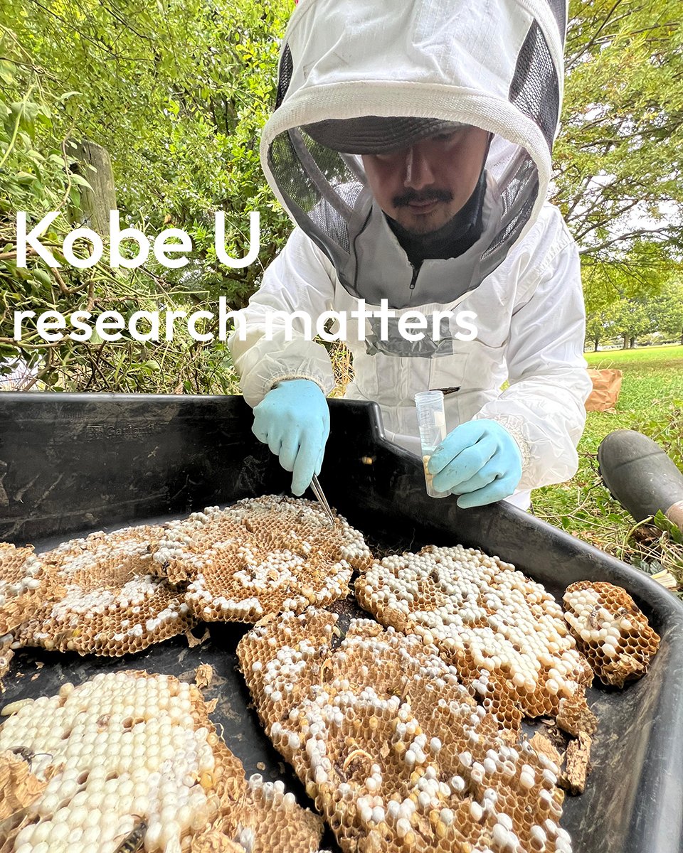KobeU_Global's tweet image. SAGA Tatsuya studies wasps, their ecology and their relationship with us. The #KobeU researcher is currently in New Zealand studying yellow jackets, as they and other wasps were first introduced by humans. #ResearchMatters

Find out more: kobe-u.ac.jp/en/news/articl…