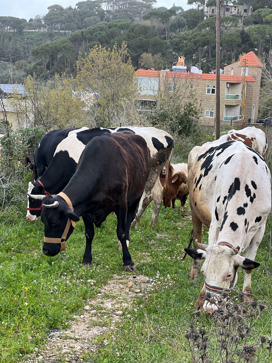 marie_nassar's tweet image. Good morning X-Friends…Happy Wednesday 🌼🍃☕️🌳☀️🐄🐂🐄🧡🤍🤎
My photo 📸

Dear Friends.. I couldn’t recover my other account,please don’t repost it…because it was hacked 😞

#WednesdayMorning 🌼 #CoffeeTime ☕️ #AnimalLovers 💛 #StayPositive 💐 #PeaceAndLove 🕊️