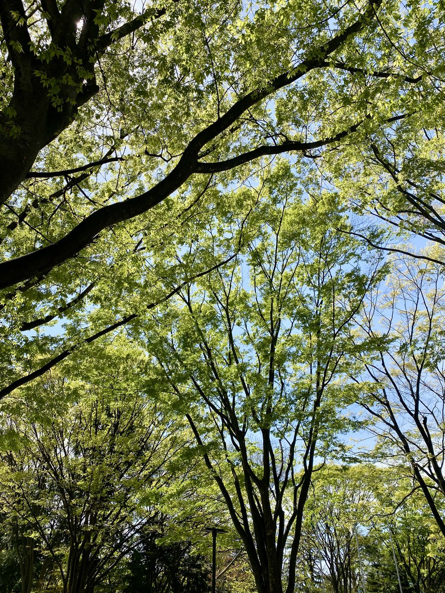 「県民ロビーコンサート」に参加させて頂きました♪
緑が綺麗でとても清々しい日🌱
後発地震が怖くて仙台まで出かけられない方もいらっしゃるのでは…安心して暮らしたいものです。。
