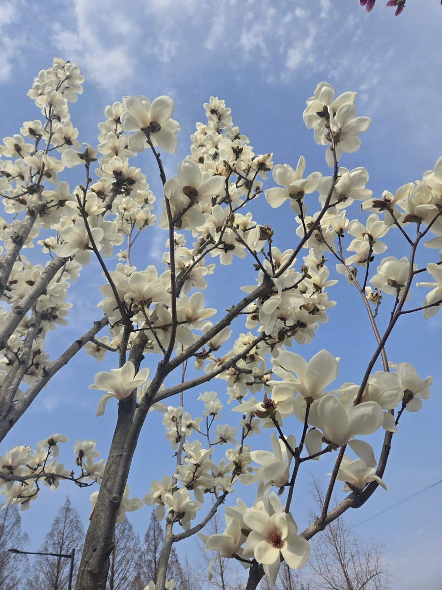 lilyhappyall's tweet image. Version 1
#Magnolia blossoms, lifting their pale hands to the sky,
linger only for a fleeting breath of time.
Perhaps it is their brief stay
that makes their #beauty ache a little deeper.