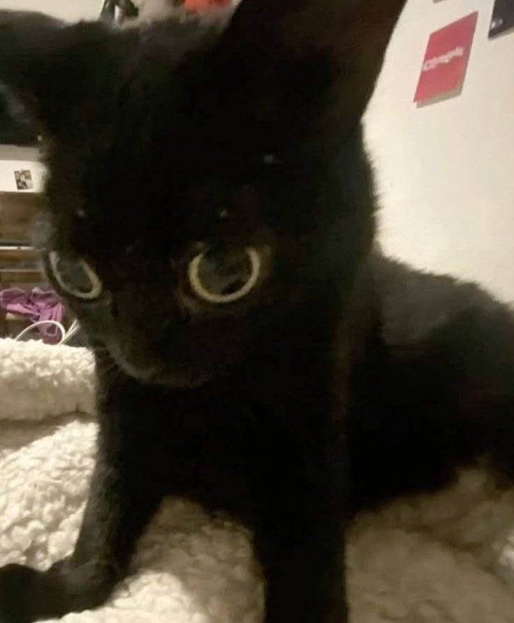 sami ⚢ ༝꩜⋆.˚🦋༘⋆ tweet media