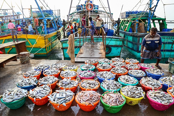 InvGurInd's tweet image. Seafood exports surpass Rs 72,000 crore in FY26, frozen shrimp growth driver

investmentguruindia.com/newsdetail/sea…

#EuropeanUnion #Industry #SeafoodExport @MPEDACOCHIN  #UnitedStates #Investmentguruindia