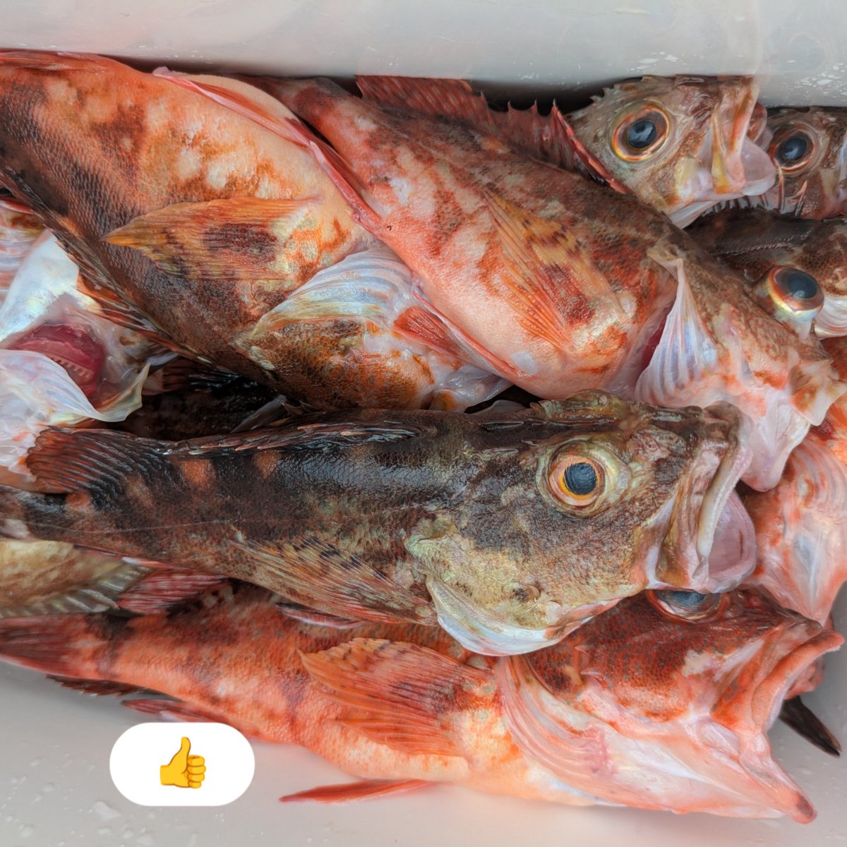 金沢八景　新健丸 tweet media