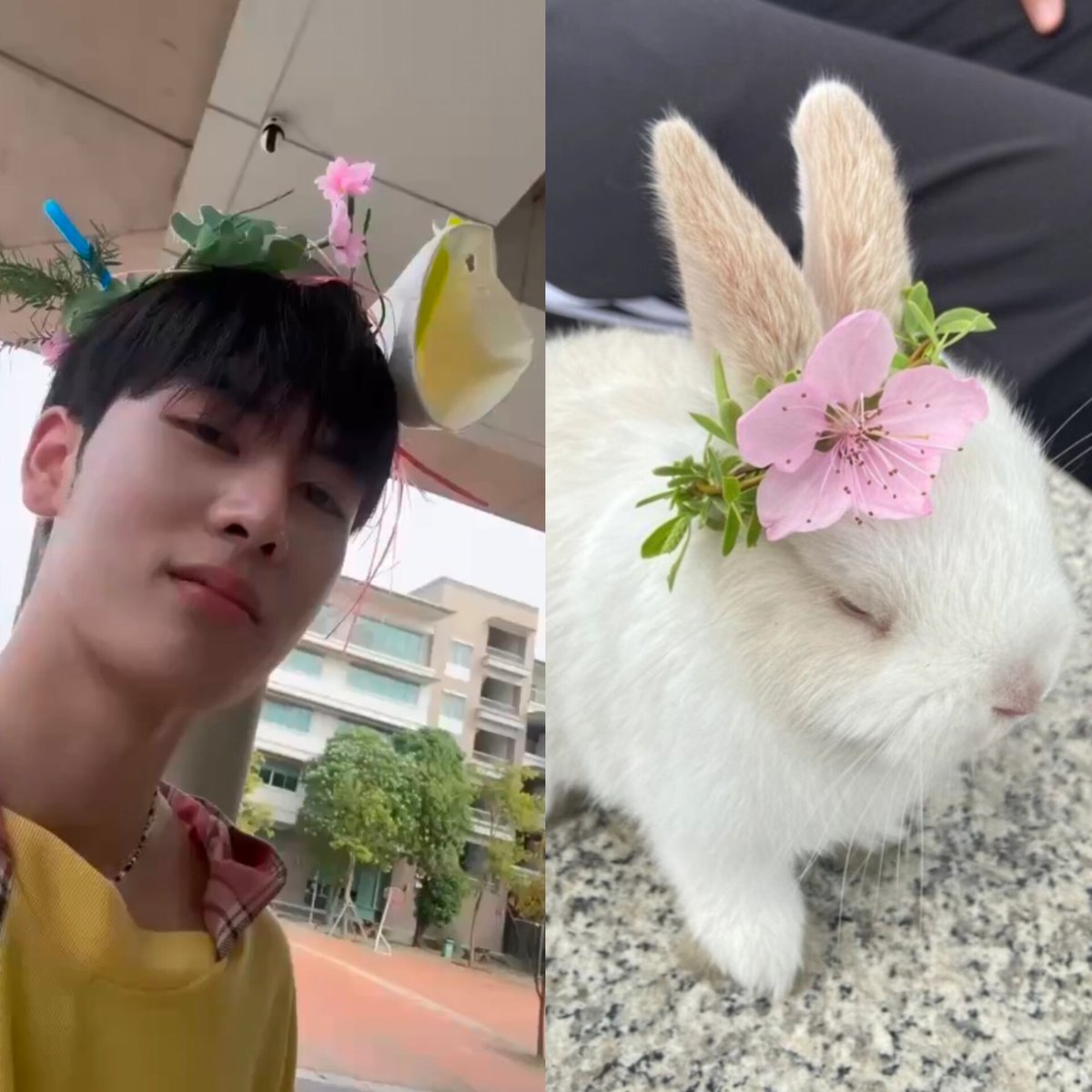 Con Mèo Matcha Latte tweet media