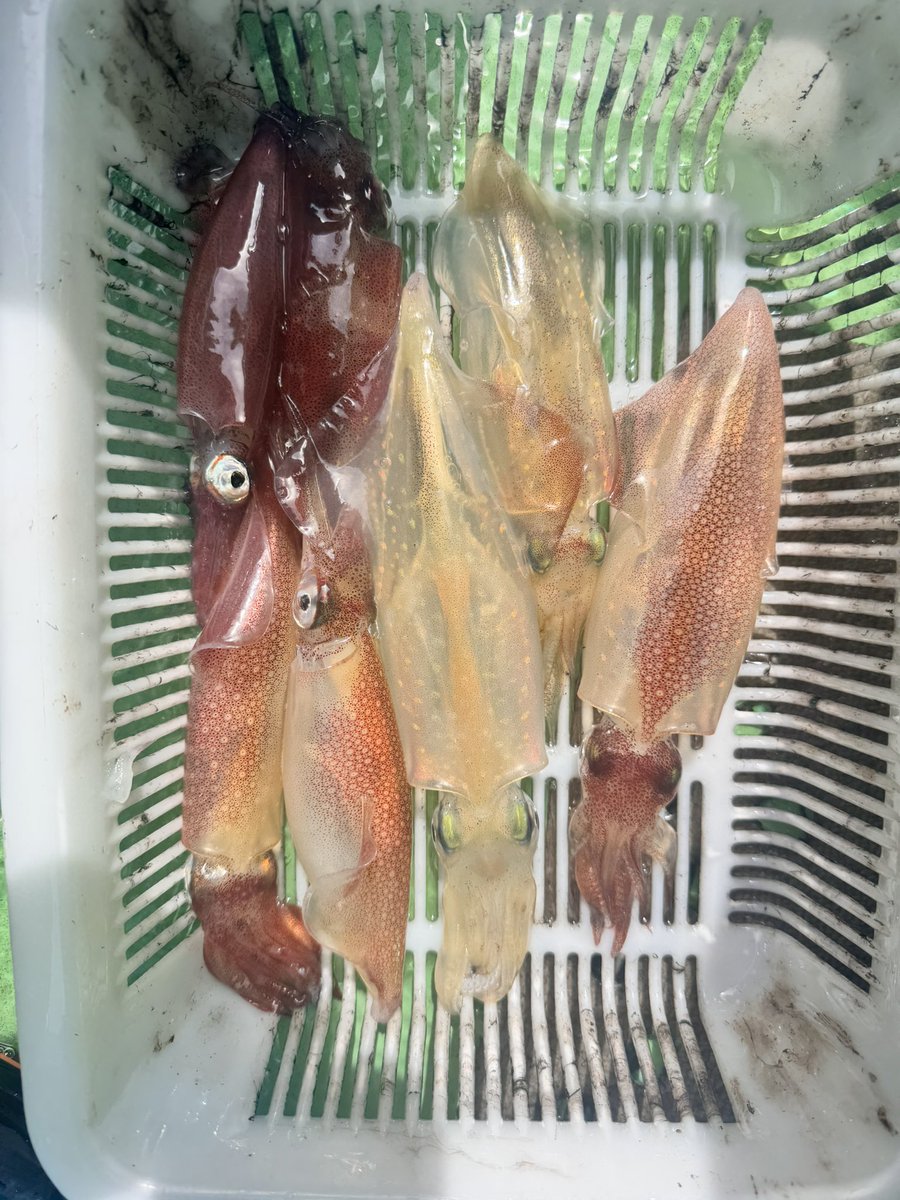 さくら tweet media