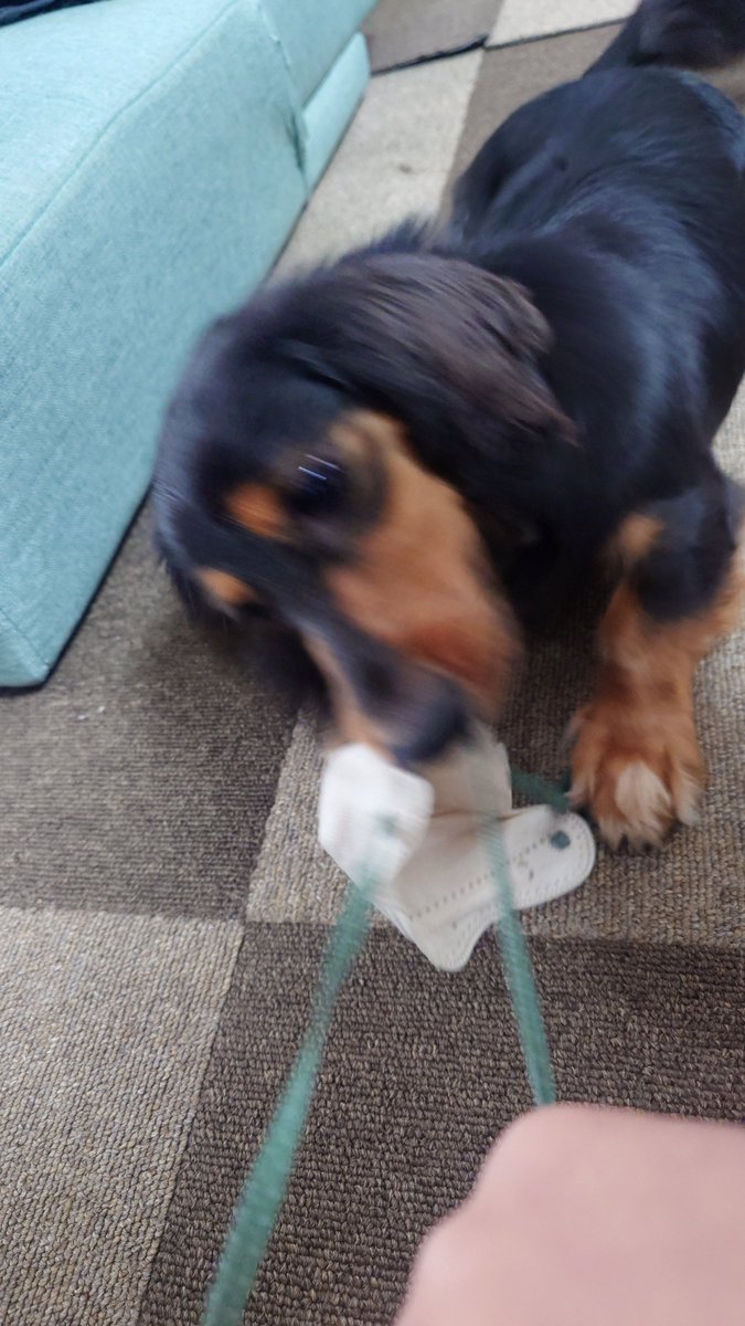 れいかなさく＠ミニチュアダックス tweet media