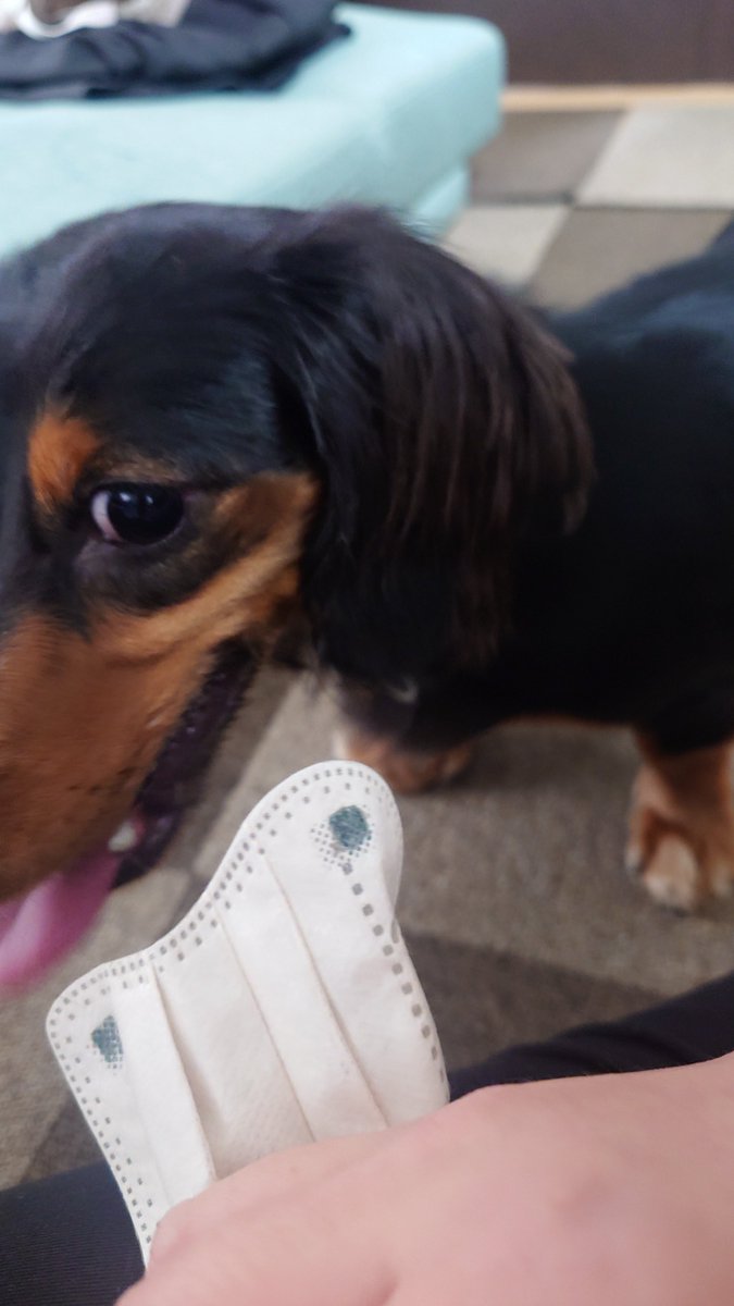 れいかなさく＠ミニチュアダックス tweet media