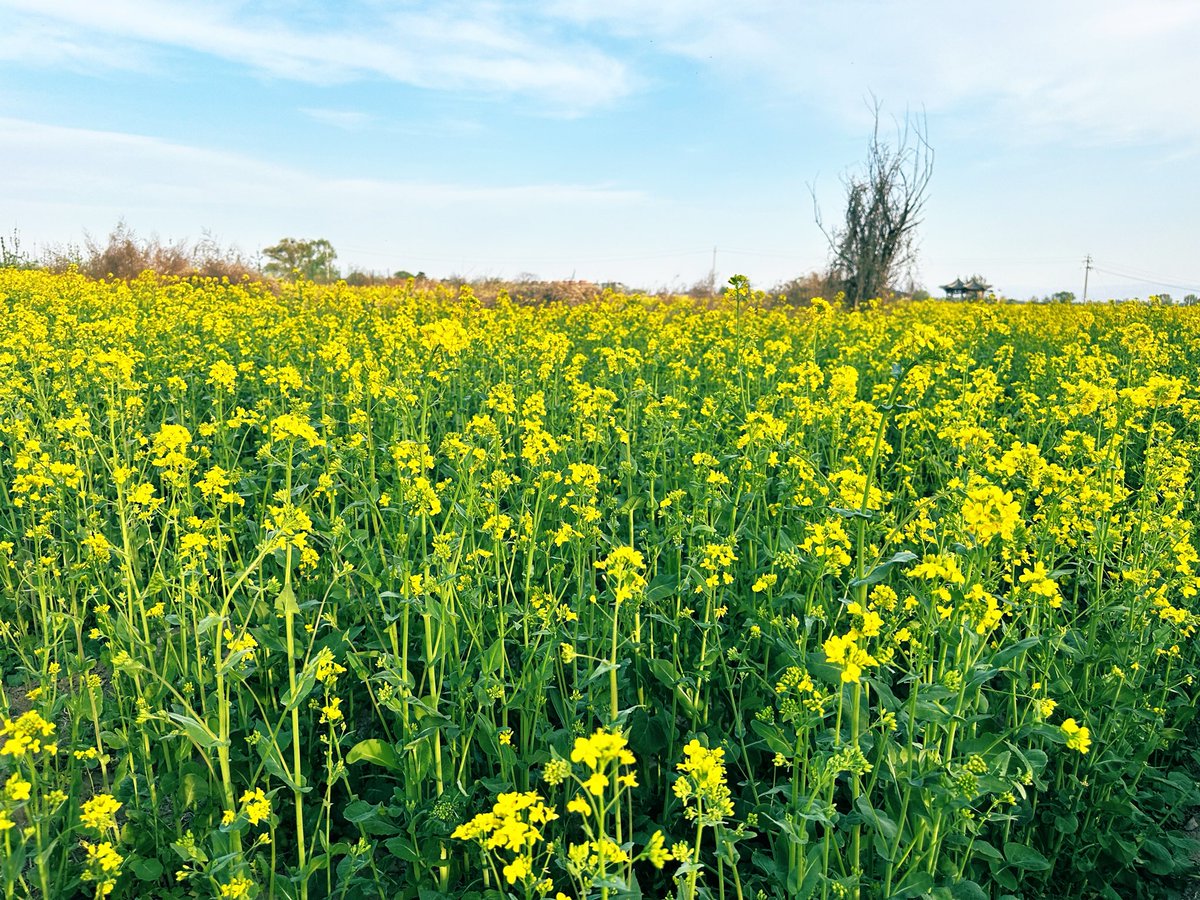 david_andrew123's tweet photo. 💛 Lost in the endless sea of yellow rapeseed flowers 🌼
The breeze is soft, the sky is light, and everything feels slow and calm ✨
Pure, carefree spring vibes right here.
#RapeseedField #SpringRelax #CarefreeDay https://t.co/ryw2L8jDLN