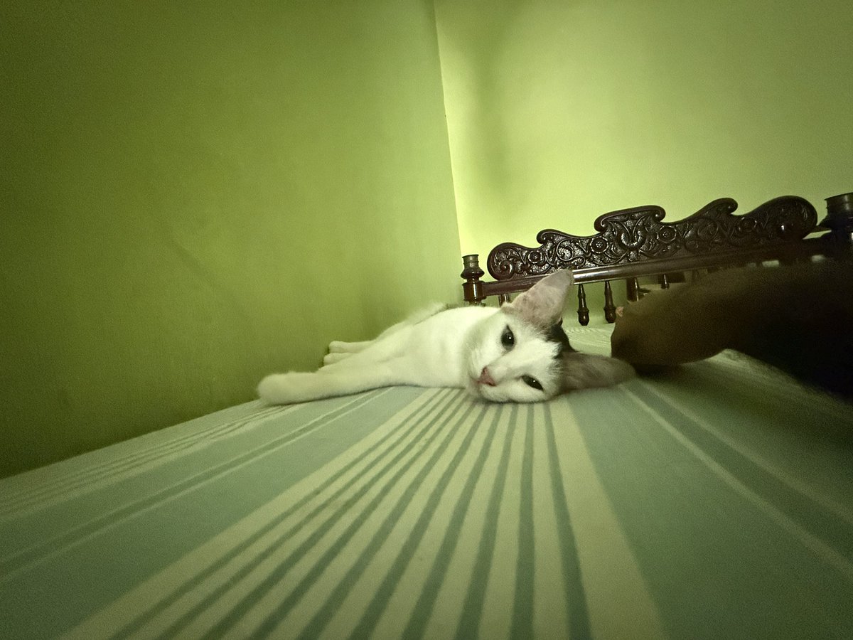 Prabodth Official tweet media