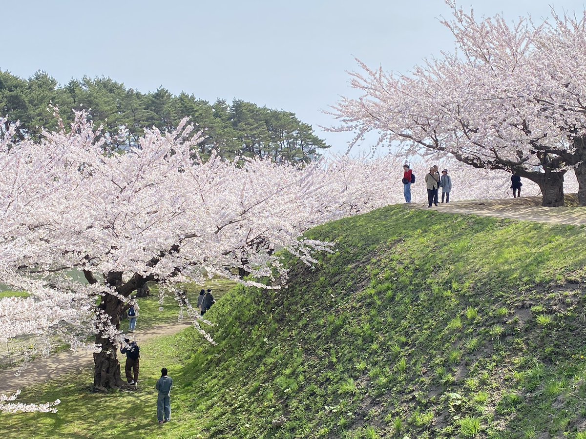 hakocro's tweet photo. 今日の五稜郭公園
どこをどう切り取っても絵になります🌸 https://t.co/FDnJnzLtG9