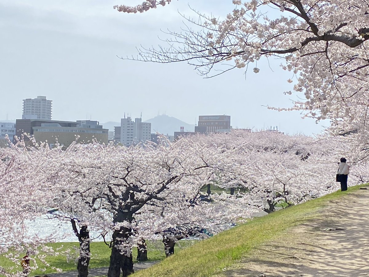 今日の五稜郭公園
どこをどう切り取っても絵になります🌸