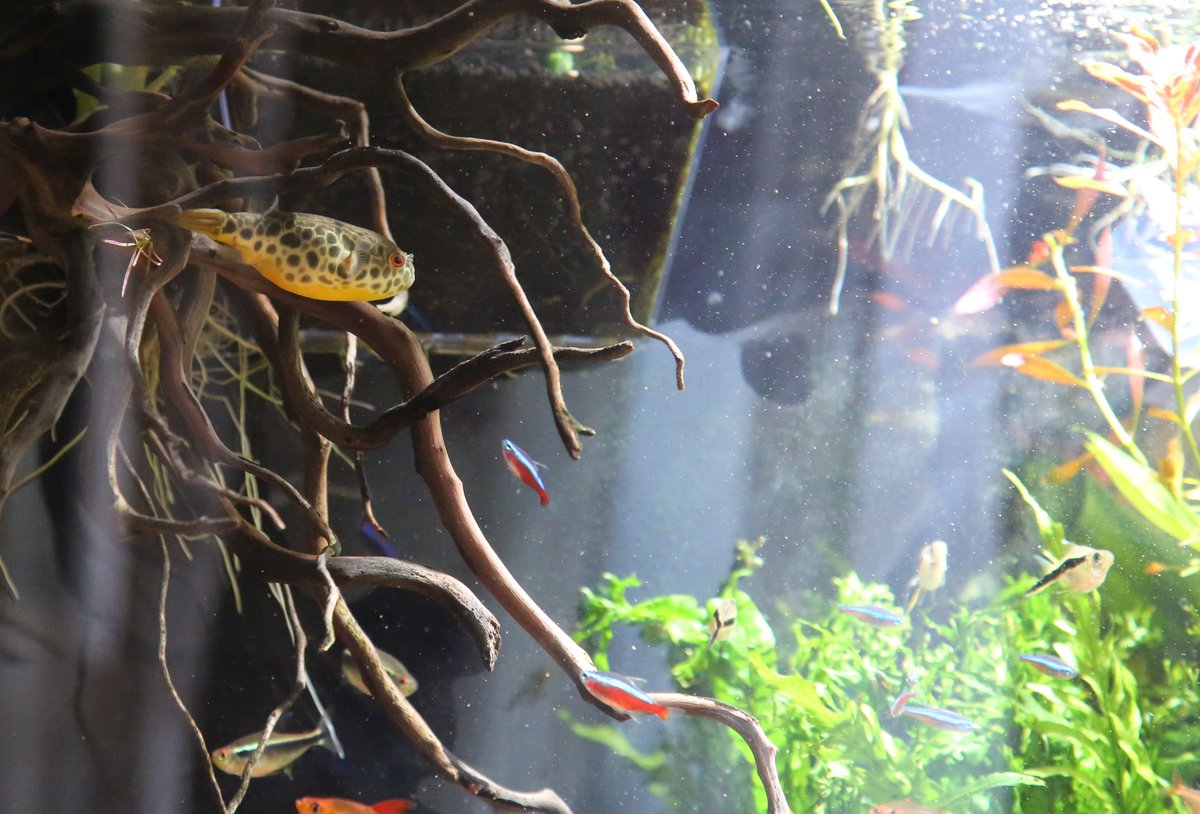 y3nxos's tweet image. 高さは45cmとはいえ60cm水槽で100匹以上魚を飼っています。フグは水を結構汚すし、10cm弱の魚も多いですがoaseバイオマスター600を使い始めて水換え頻度激減です。オーバースペックだからですが水流が強すぎて工夫しないと洗濯機みたいになります。笑 #oase #バイオマスター #アクアリウム