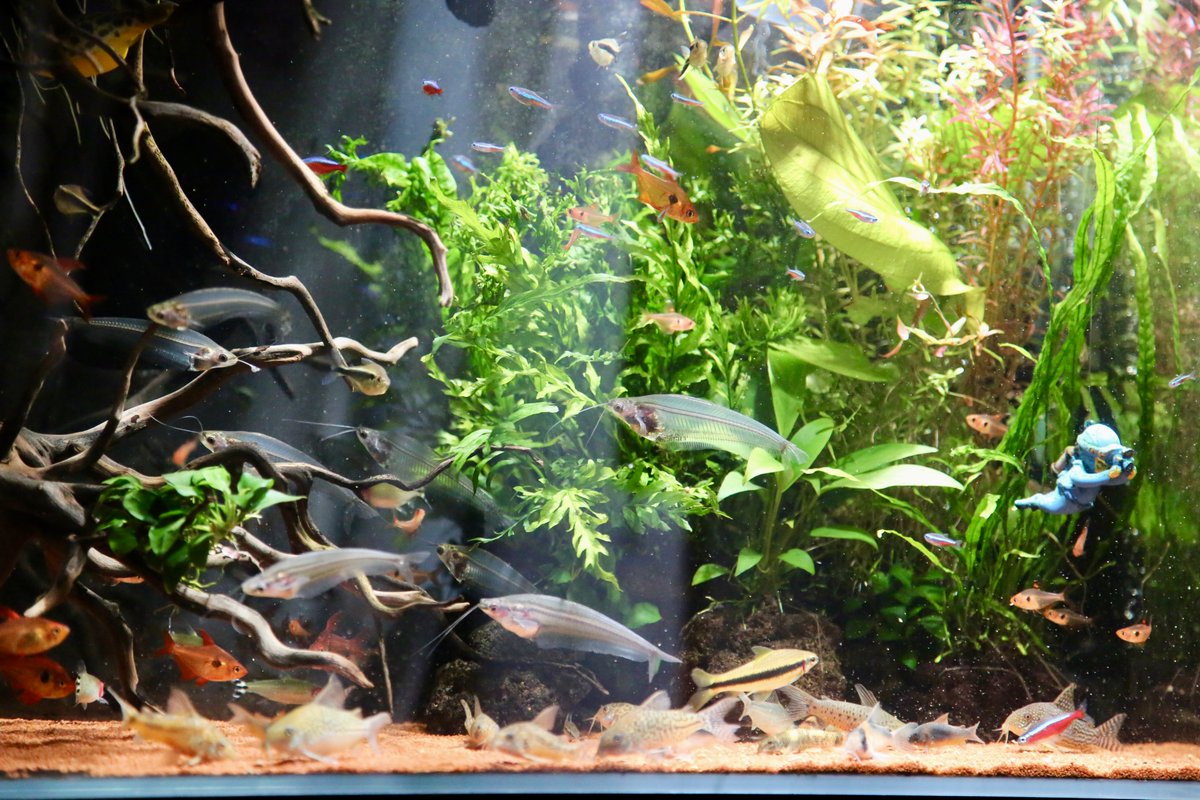 y3nxos's tweet image. 高さは45cmとはいえ60cm水槽で100匹以上魚を飼っています。フグは水を結構汚すし、10cm弱の魚も多いですがoaseバイオマスター600を使い始めて水換え頻度激減です。オーバースペックだからですが水流が強すぎて工夫しないと洗濯機みたいになります。笑 #oase #バイオマスター #アクアリウム