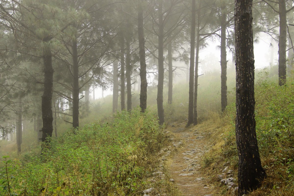 SalmanNaseer's tweet photo. Margalla Hills National Park #EarthDay2026 https://t.co/SbLIzLdyux