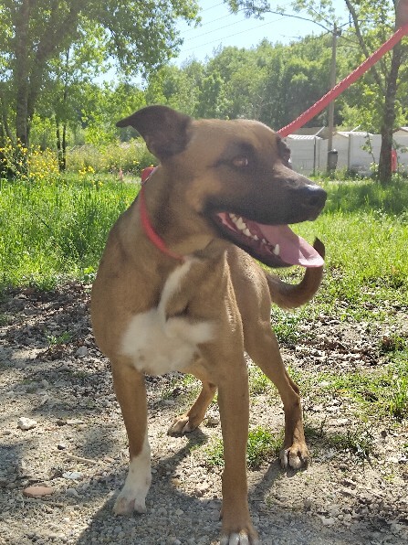 VigiPets.fr tweet media