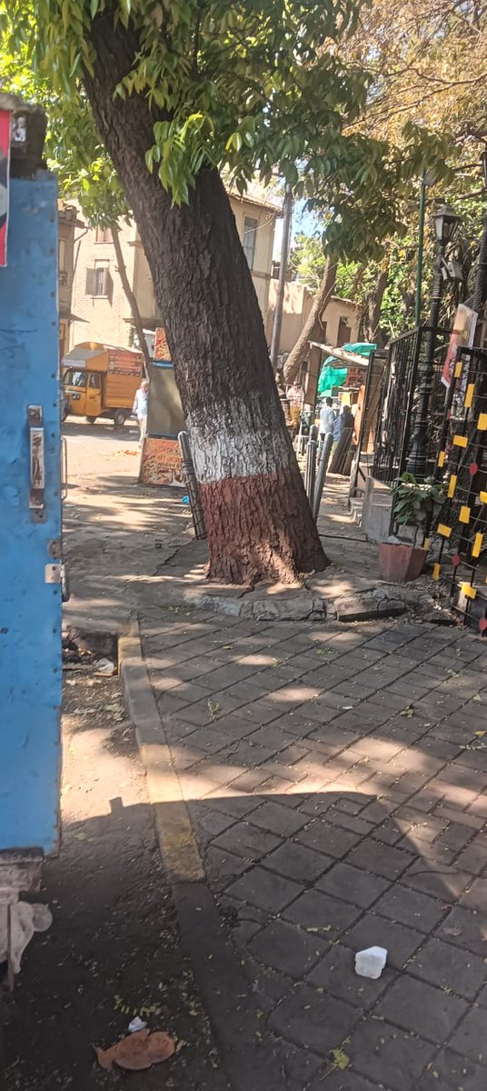 Greeshma4545's tweet photo. This #EarthDay2026, don't just plant new saplings. Save the giants that are already giving us oxygen! Free them from the concrete grip. 🌍🌳 
Let the giants breath - #SaveTreeFromConcrete this #EarthDay
🌍🚩 https://t.co/FQR1A1jkbx
