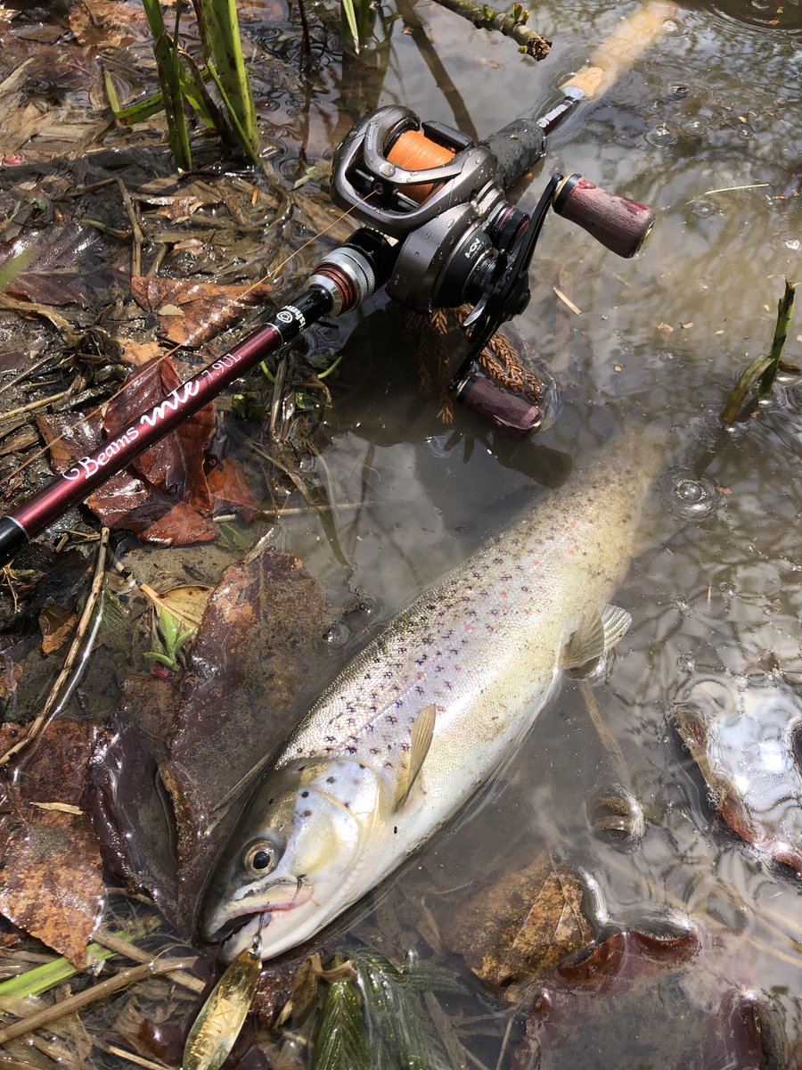 zisakukebari59's tweet photo. モチベーションが上がった勢いでちょい釣り🎣2時間で何とかブラウン7匹😆暖かくなり入釣者が増えて魚はスレ気味でした💦
#北海道 #ベイトフィネス #Fishman #Beams #inte79UL #SHIMANO #Scorpion #BFS #ブラウントラウト https://t.co/KxjpoMq50M