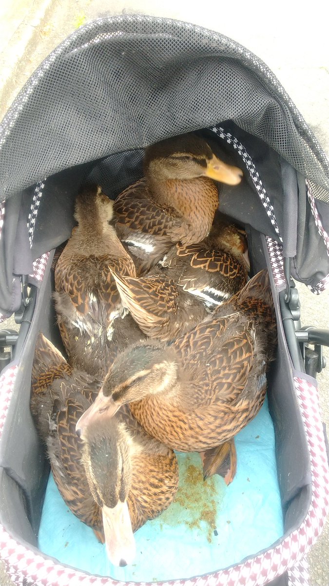 pastel_yume_art's tweet image. 何か、もう🦆の詰め合わせ状態😅
#アイガモ #duck