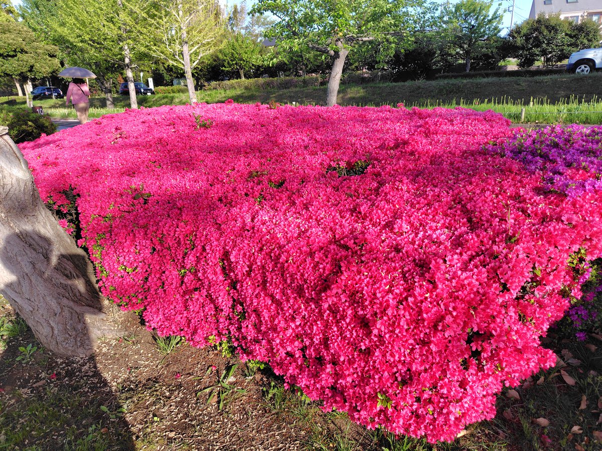 うさうさ tweet media