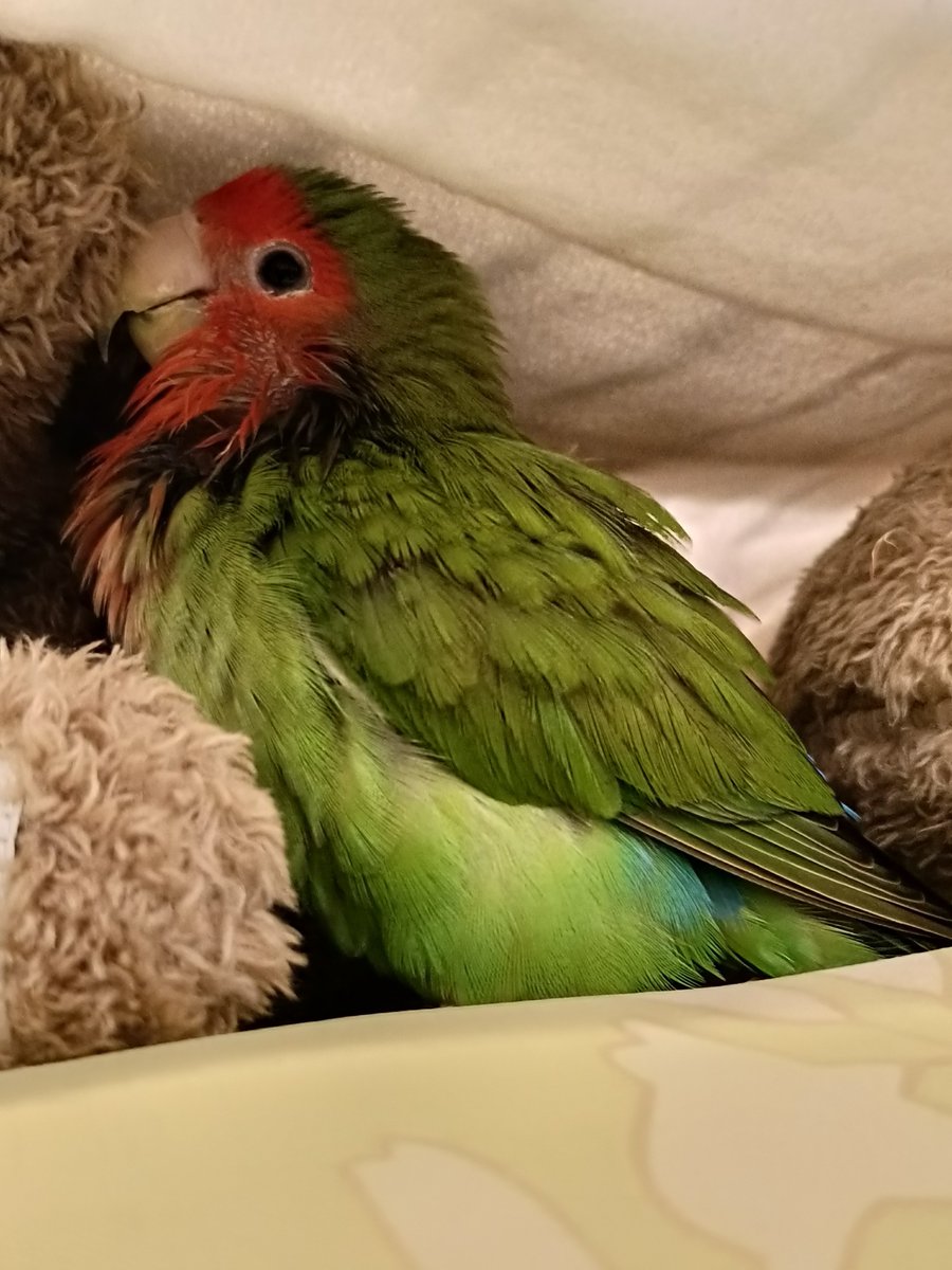 出雲 天鳥(スサノオ・ツクヨミ・アマテラス) tweet media