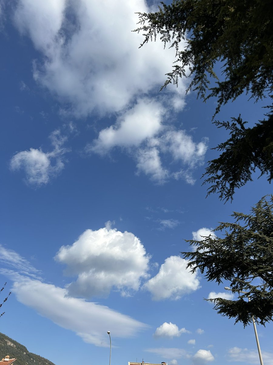 serife🪷 tweet media