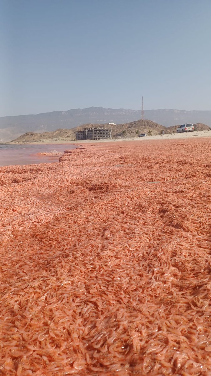 علي سالم عكعاك 𐩲𐩡𐩺𐩪𐩱𐩡𐩣𐩲𐩫𐩲𐩱𐩫 tweet media