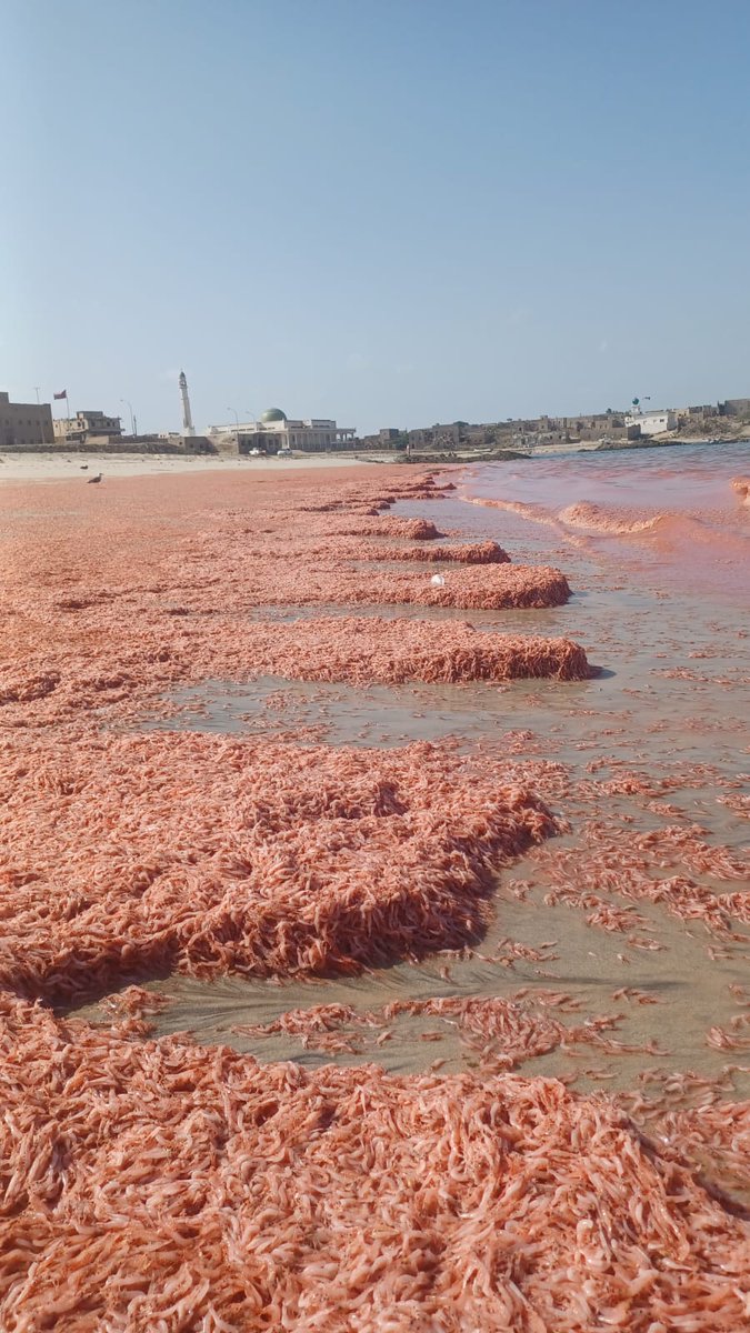 علي سالم عكعاك 𐩲𐩡𐩺𐩪𐩱𐩡𐩣𐩲𐩫𐩲𐩱𐩫 tweet media